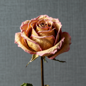 ex got married quickly: dried rose